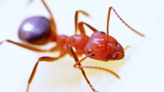 Ant, infestation, office
